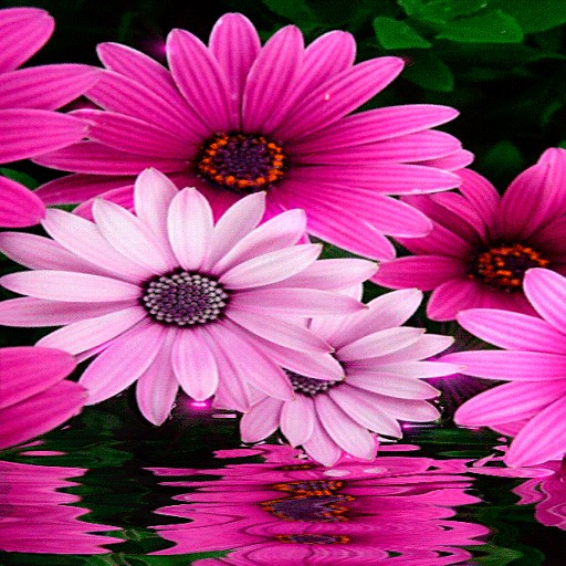 Pink White Flowers LWP