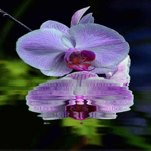 Purple Orchid Flower LWP
