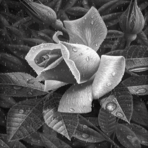 Black And White Rose LWP