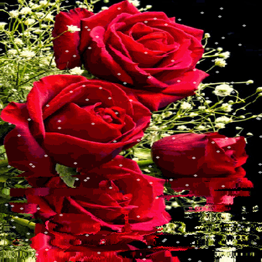 Roses Reflection LWP